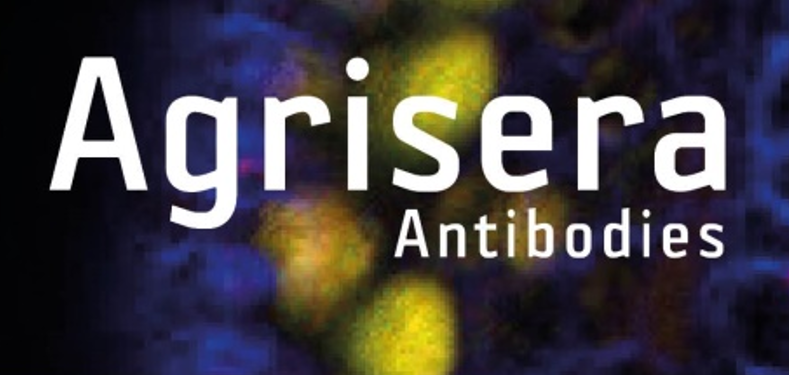 Agrisera植物細(xì)胞壁相關(guān)抗體，開學(xué)季促銷啦！